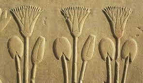 Lotus Flower of Egypt image
